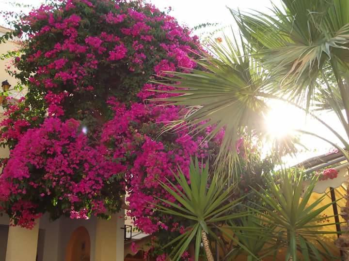 Sweetmemory Hotell Agia Marina  Exteriör bild